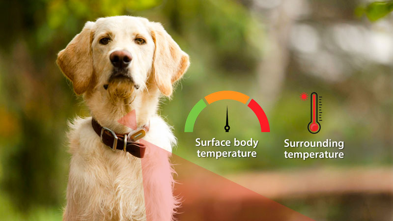 Smart pet collar